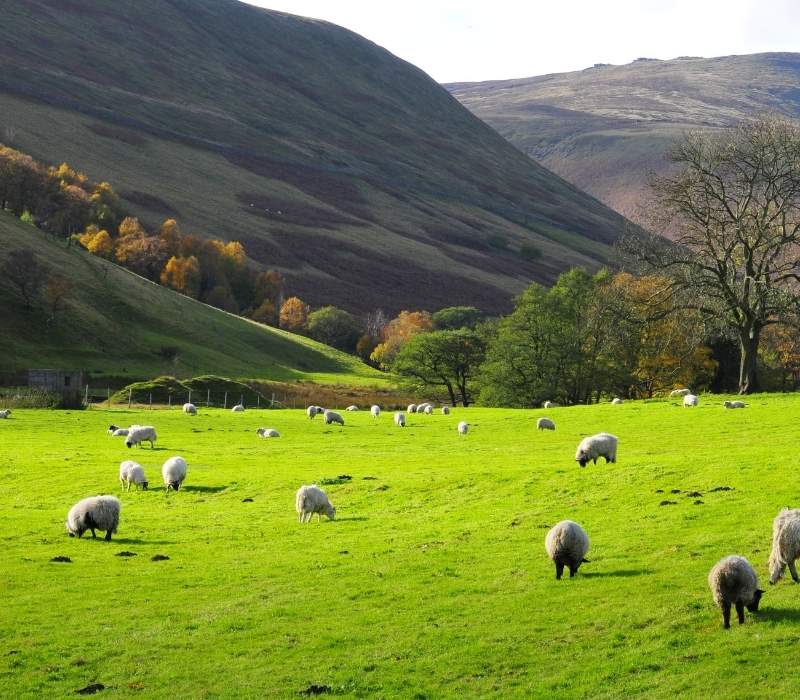 Herd of sheep grazing in the Peak District mountains, England